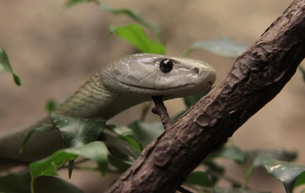 Голова змеи — стоковое фото