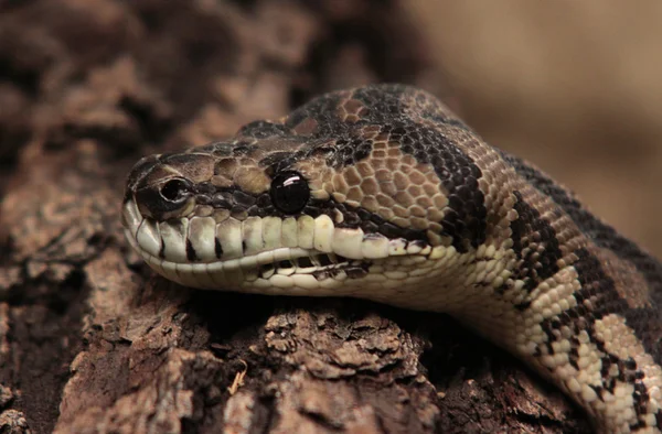蛇の頭 — ストック写真