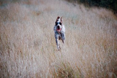 A running hunting dog clipart