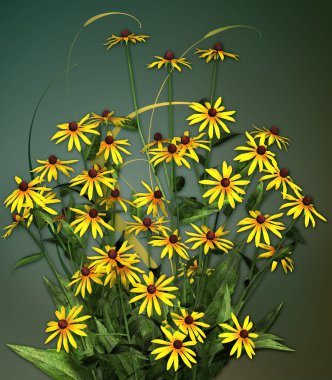 Black Eyed Susan clipart