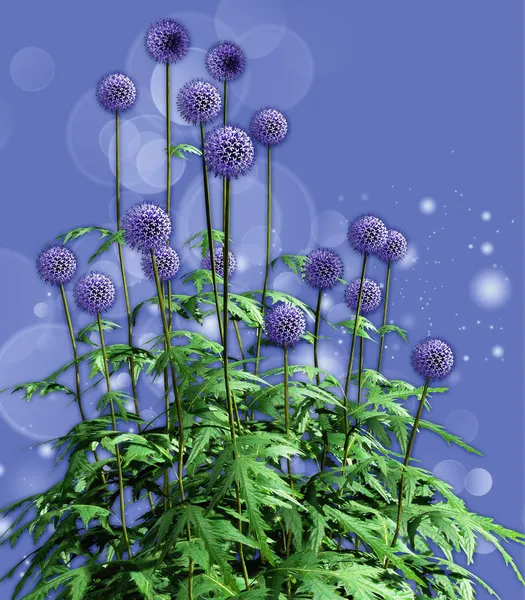 stock image Globe Thistles