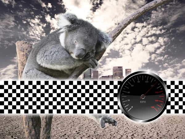 Koala com velocímetro — Fotografia de Stock