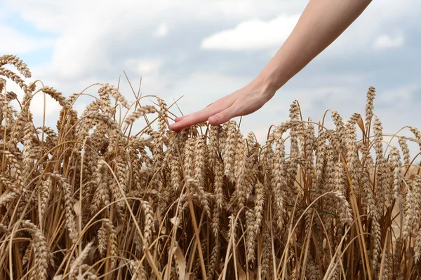 Hand op het gebied van tarwe — Stockfoto