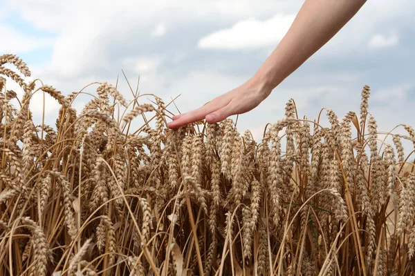 Hand im Weizenfeld — Stockfoto