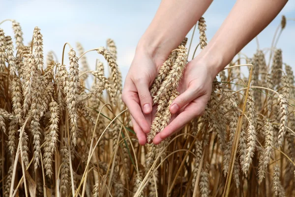 Mano en el campo de trigo —  Fotos de Stock