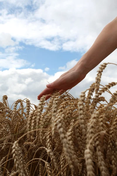 Сдай пшеничное поле. — стоковое фото