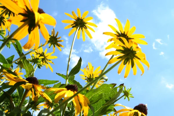 stock image Land of the giant flowers