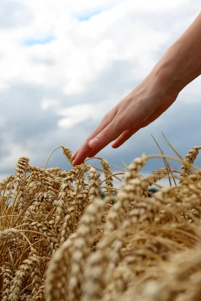 Mano en campo de trigo —  Fotos de Stock