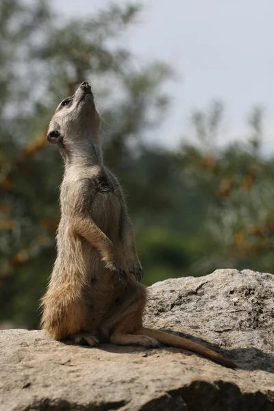 Suricate or meerkat (Suricata suricatta) standing on guard, África do Sul — Fotografia de Stock