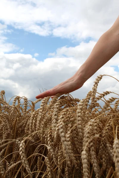 Mano nel campo di grano — Foto Stock
