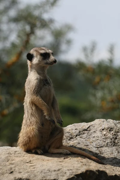 Suricate or meerkat (Suricata suricatta) standing on guard, África do Sul — Fotografia de Stock