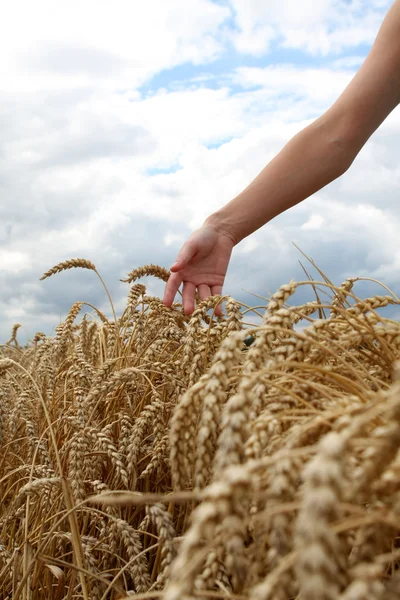 Ruku v pšeničné pole — Stock fotografie