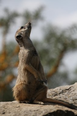 suricate veya nöbet üzerinde Güney Afrika çöl faresi (suricata suricatta)