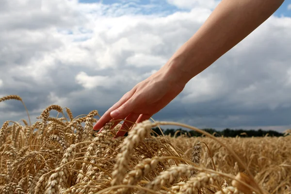 Mano nel campo di grano — Foto Stock