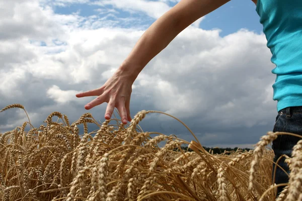 麦畑で手します。 — ストック写真