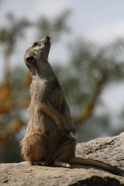 Suricate of meerkat (suricata suricatta) permanent op guard, Zuid-Afrika — Stockfoto