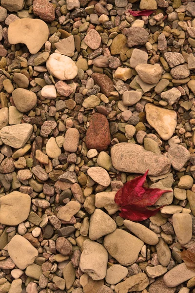 背景秋天的树叶 — 图库照片