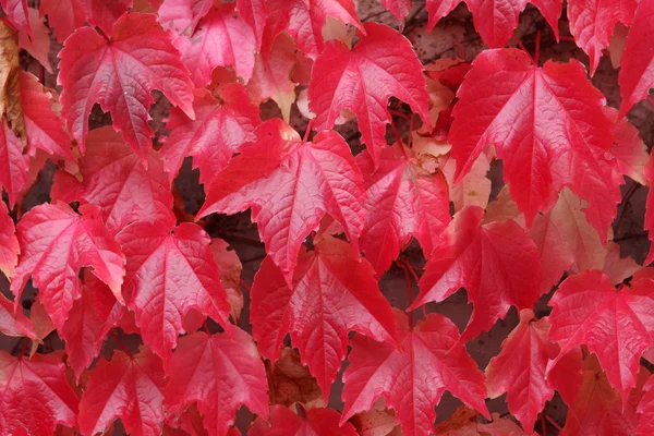 Achtergrond Herfstbladeren — Stockfoto