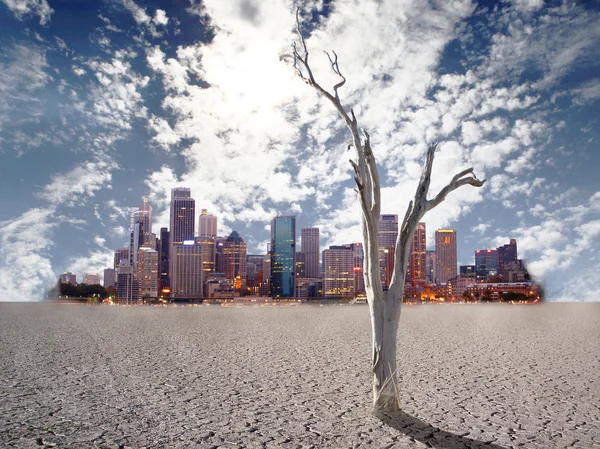 Desert Tree — Stock Photo, Image