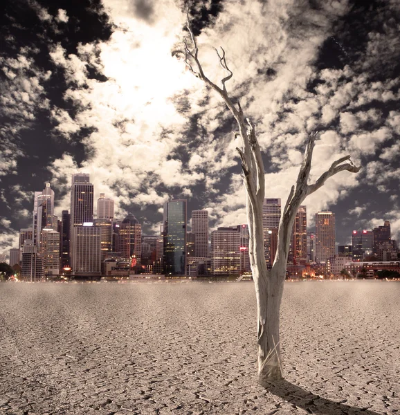 Drzewo pustynia — Zdjęcie stockowe