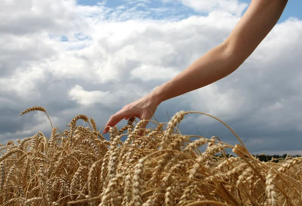 Mão no campo de trigo — Fotografia de Stock