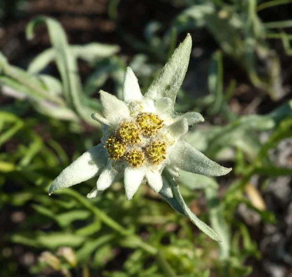 stock image Edelweiss