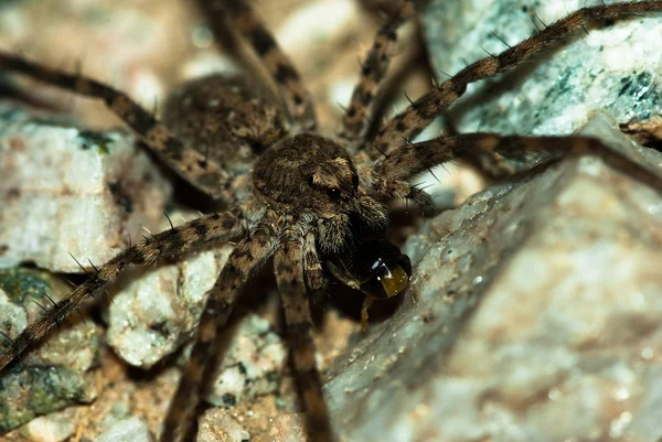 Kurt avı yiyen örümcek — Stok fotoğraf