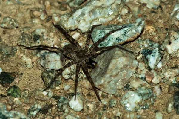 Wolf spider eating his prey — Stock Photo, Image
