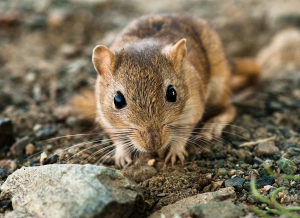 Gün ortasında faresi — Stok fotoğraf