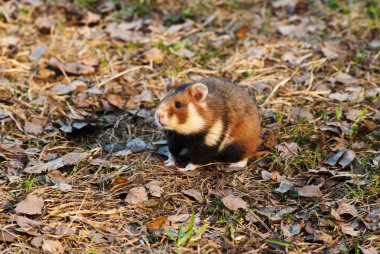 European hamster clipart