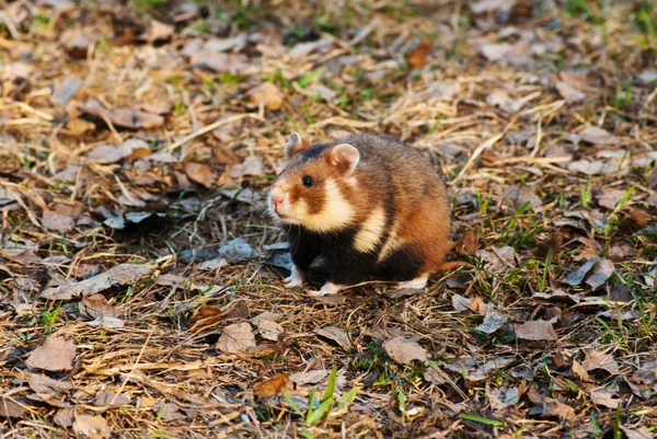 European hamster — Stock Photo, Image