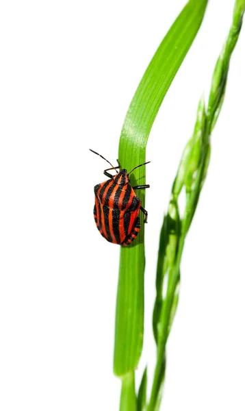 Gestreept schild bug — Stockfoto