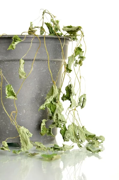 Flor morta em vaso — Fotografia de Stock