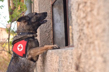 Arama ve kurtarma köpeği