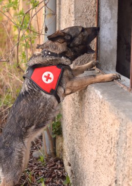 Arama ve kurtarma köpeği