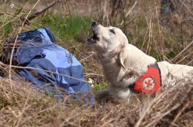 Arama ve kurtarma köpeği