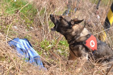 Arama ve kurtarma köpeği