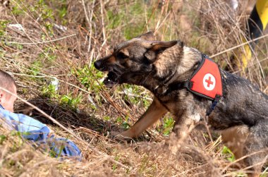 Arama ve kurtarma köpeği