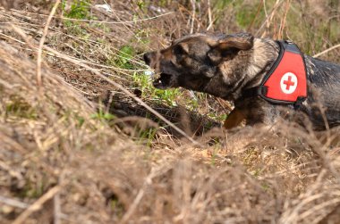 Arama ve kurtarma köpeği