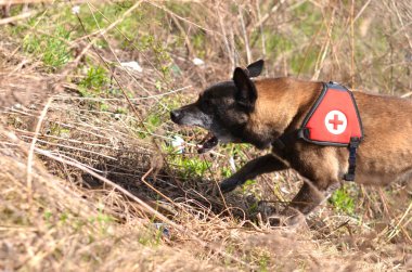 Arama ve kurtarma köpeği