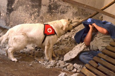 Search and Rescue dog clipart