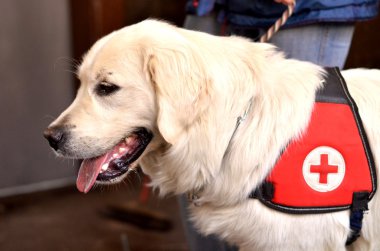 Arama ve kurtarma köpeği