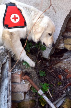 Arama ve kurtarma köpeği