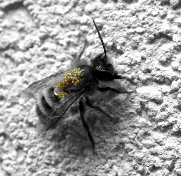 Wasp in de natuur — Stockfoto