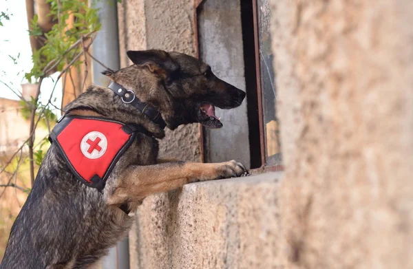 Flygräddningstjänst hund — Stockfoto