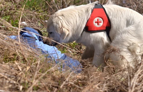Search and Rescue dog — Stock Photo, Image