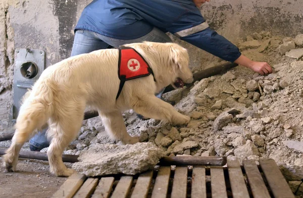Поиск и спасательная собака — стоковое фото