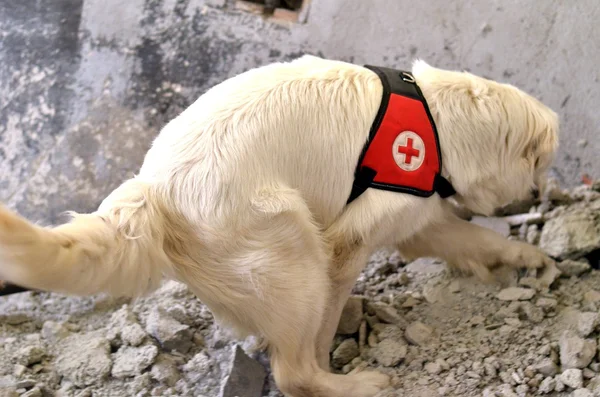 stock image Search and Rescue dog