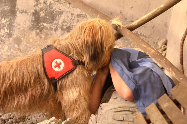 Поиск и спасательная собака — стоковое фото