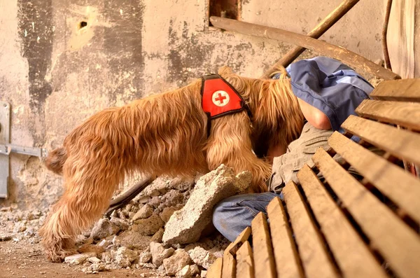 Zoek- en reddingsacties hond — Stockfoto